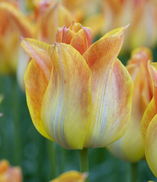 Bulbes Tulipes Doubles 'Sunlover' Lot De 8 - Circonférence 12/+ Cm - Floraison Tardive Avril-Mai - Couleurs Jaune Orangé - Producteur Néerlandais