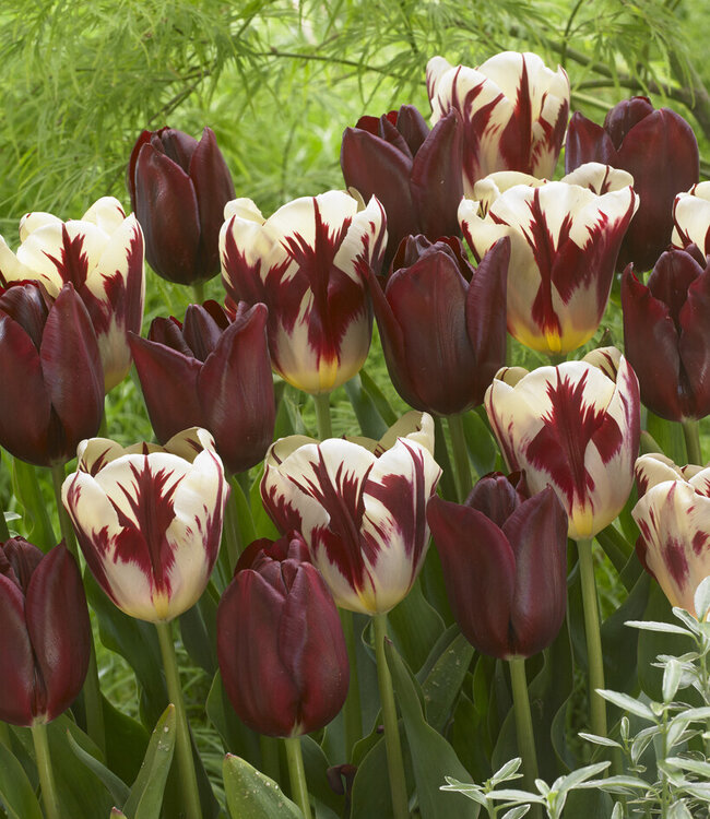 Tulipa National Velvet