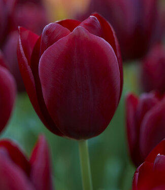 Tulipe National Velvet