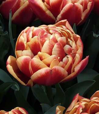 Tulip Congo