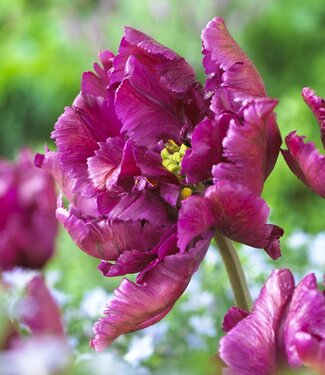 Tulip Negrita Parrot