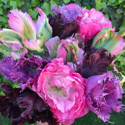 Mixes for your garden