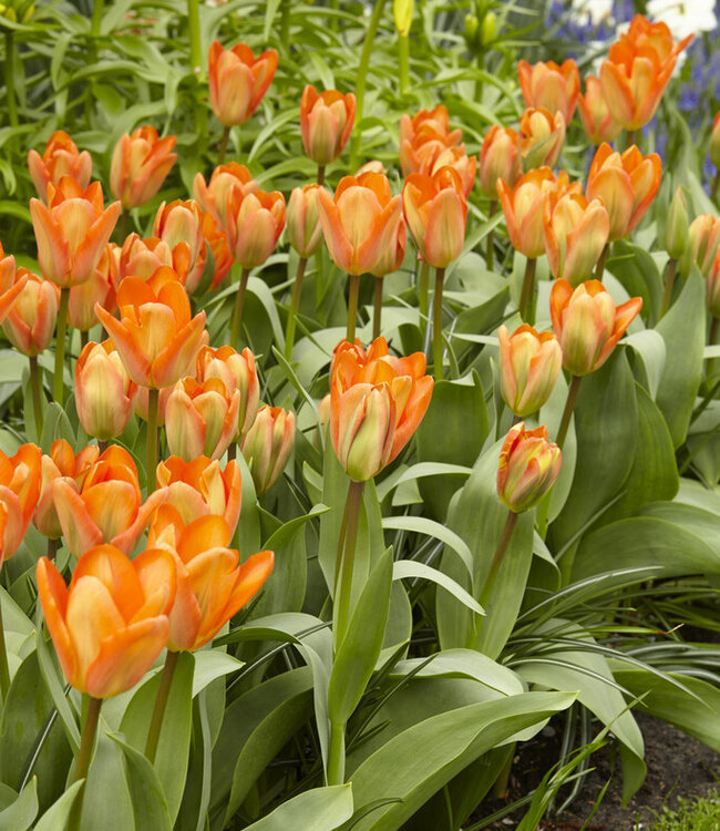 Tulipa Orange Brilliant