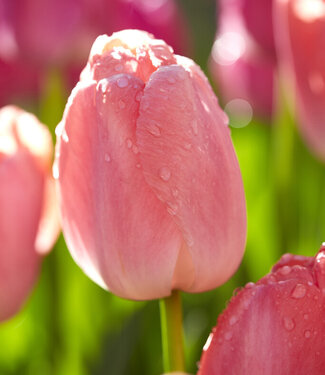 Tulip Pink Pride