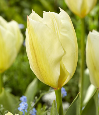 Tulip Purissima