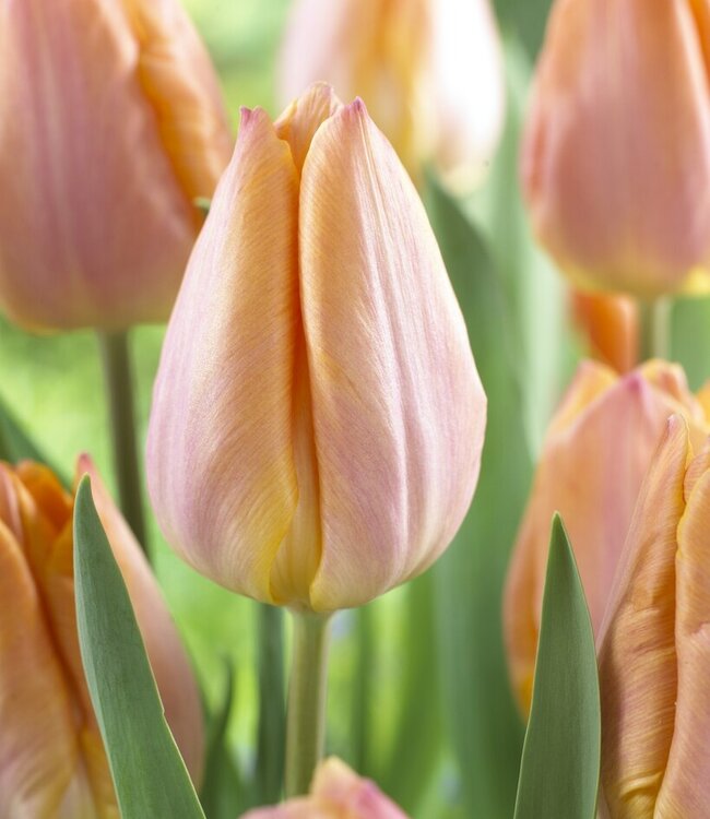 Tulip Salmon Prince