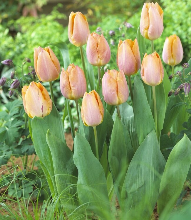 Tulipa Salmon Prince