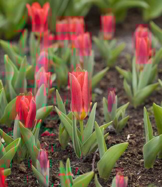 Tulipan Scarlet Baby