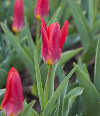 Tulp Scarlet Baby