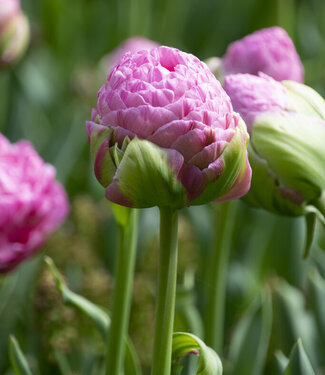 Tulipe Strawberry Cream