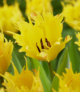 Tulp Sunny Leo