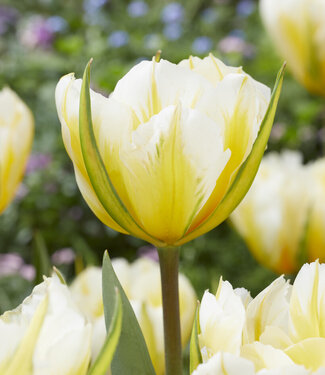 Tulp Sweet Valley