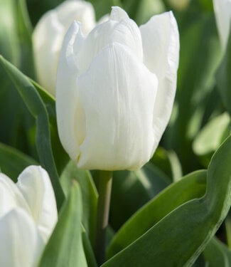 Tulip White Prince