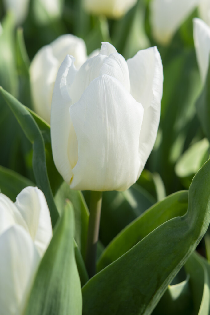 Tulip Bulbs White Prince Suitable For Border And Pot Tulip Store Tulip Bulbs White Prince Suitable For Border And Pot Tulip Store