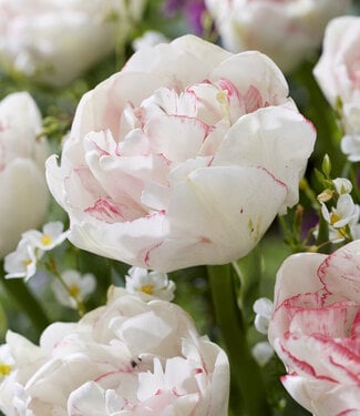 Tulipan Wild Romance