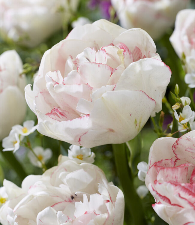 Tulipan Wild Romance