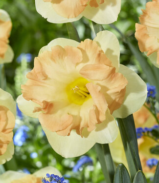 Daffodil Easter Party