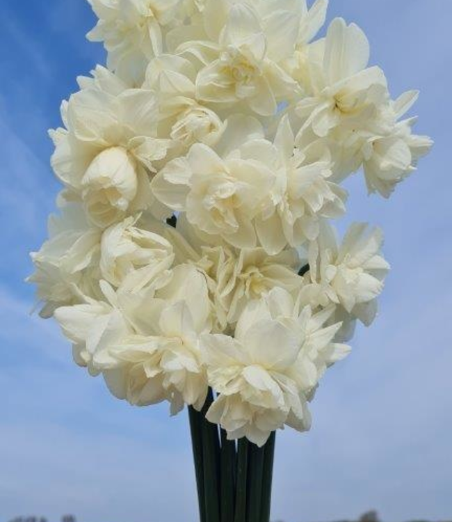 Narcissus Ocean's Eleven