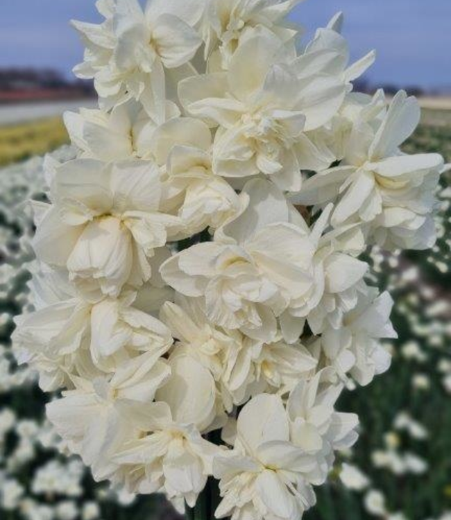 Narcissus Ocean's Eleven