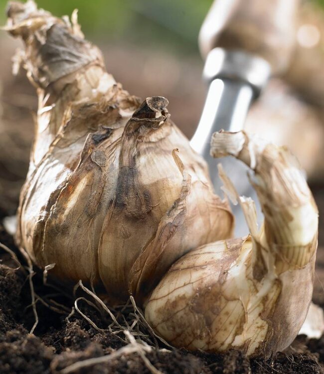 Narcissus Smiling Twin