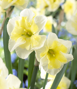 Żonkil Smiling Twin