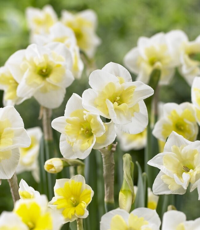 Narcissus Smiling Twin