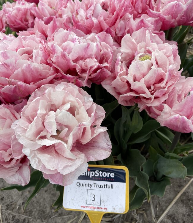 Tulipa Quinty Trustfull