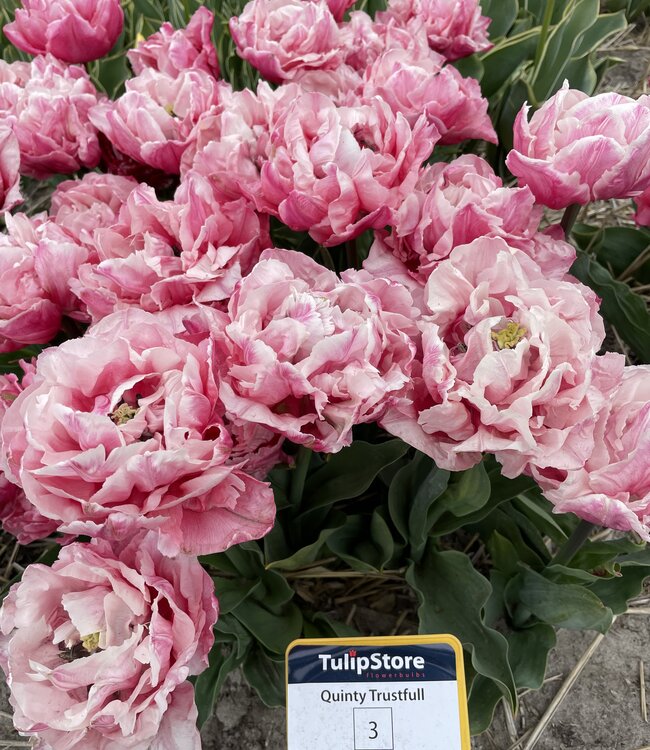 Tulipa Quinty Trustfull