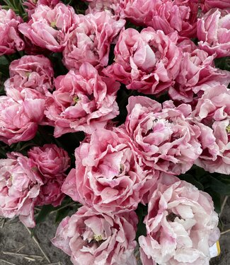 Tulipan Quinty Trustfull