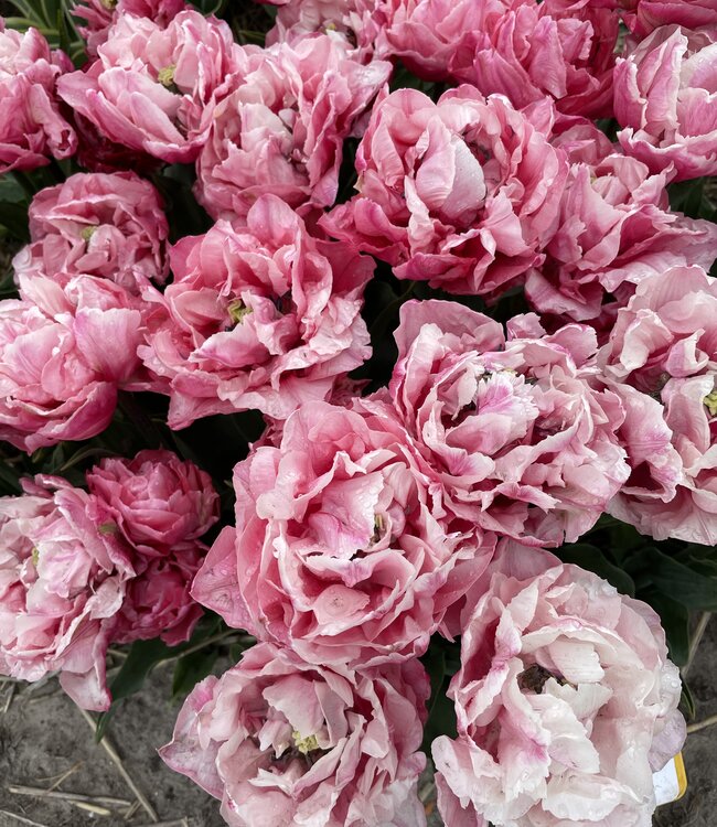 Tulipa Quinty Trustfull