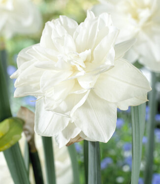 Daffodil White Medal