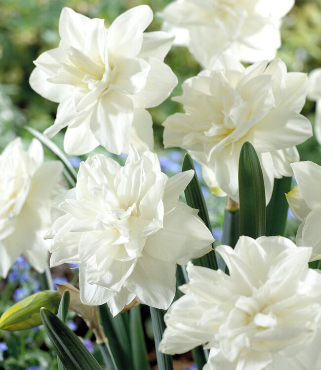 Narcissus White Medal