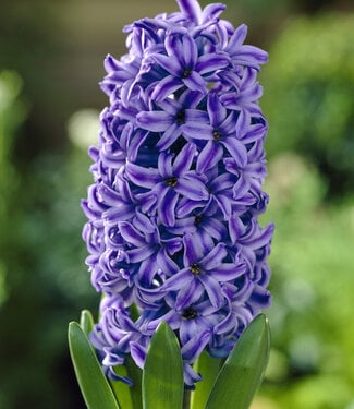 Hyacinth Blue Jacket