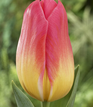 Tulpe Tompouce