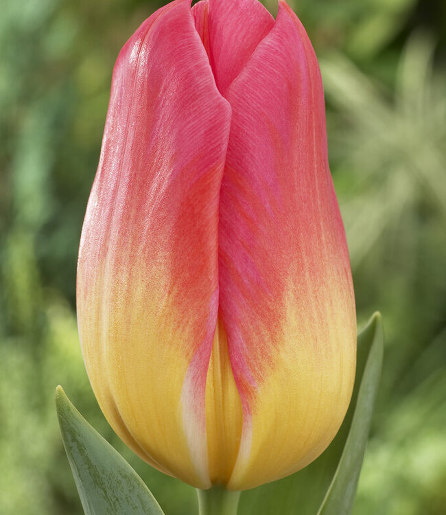 Tulipa Tompouce