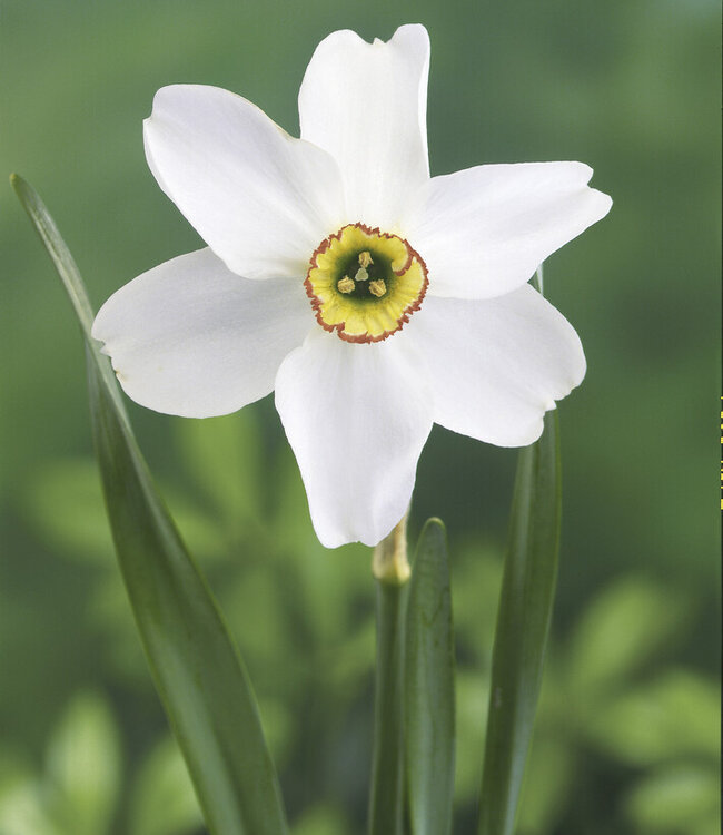 Narcissus Recurvus