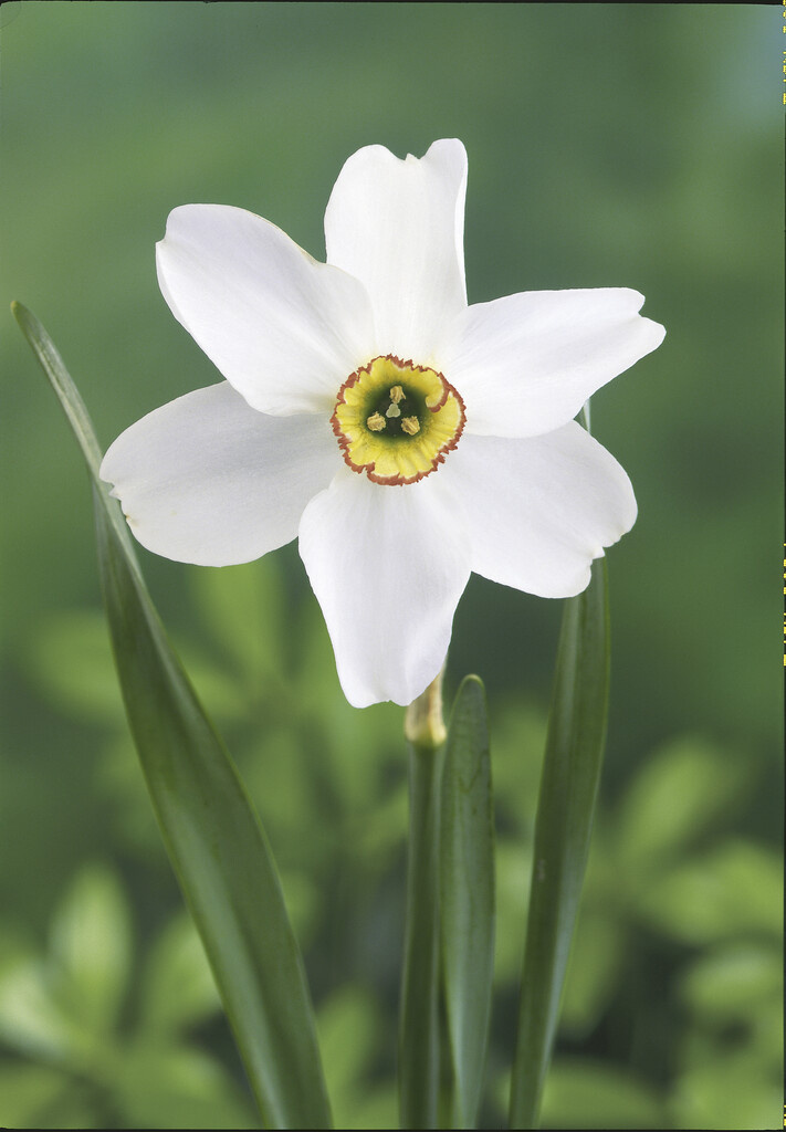 Daffodil bulbs Recurvus last flowering daffodil! Tulip Store