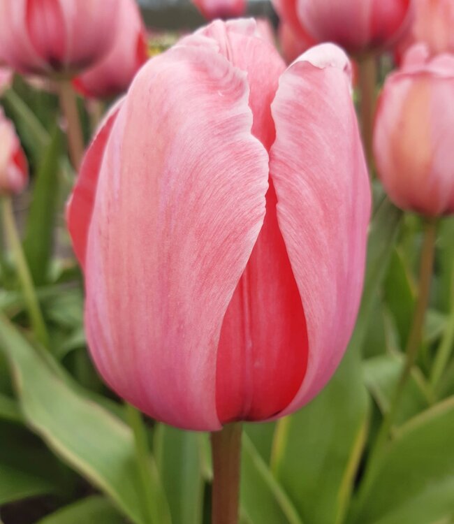 Tulipe Design Impression