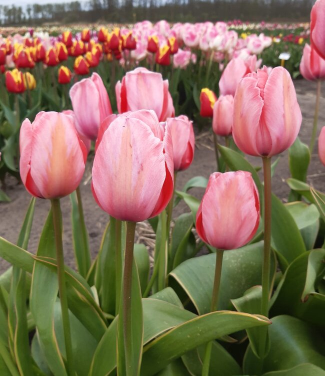 Tulipe Design Impression