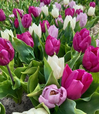 Tulipes de melange Purple Rain