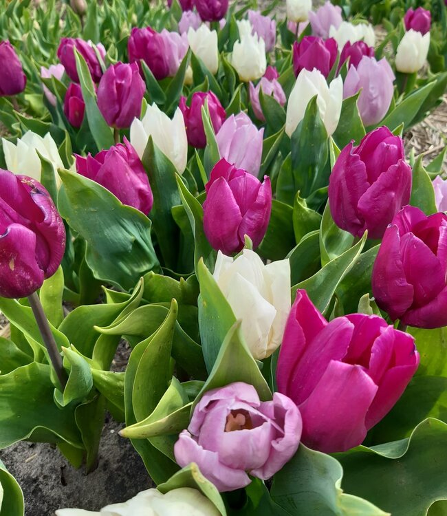 Mélange de tulipes Purple Rain