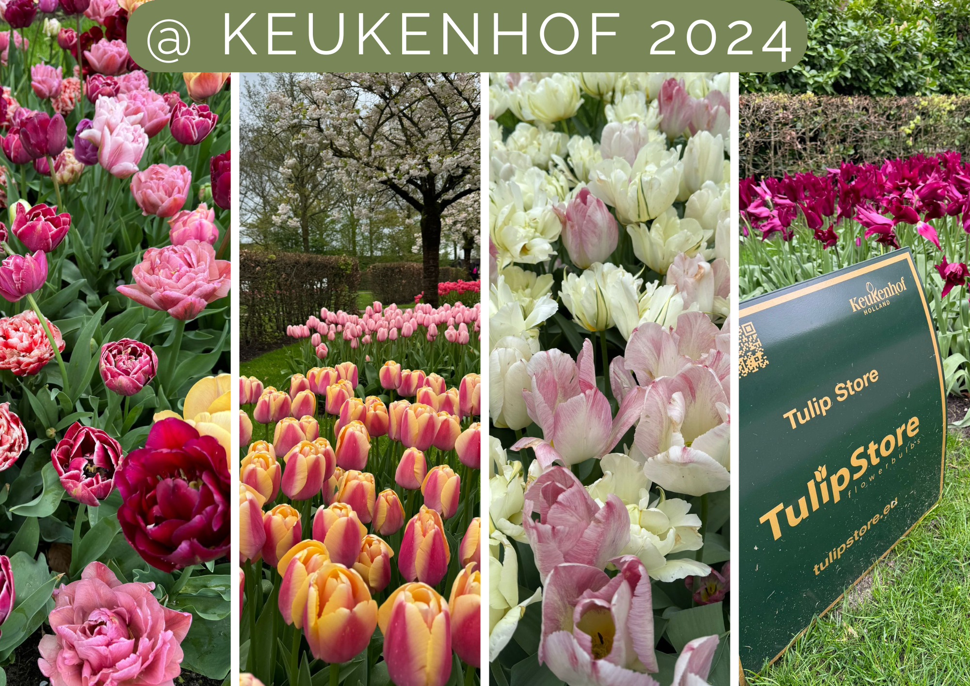 Tulip Store tulpen ook te zien in Keukenhof