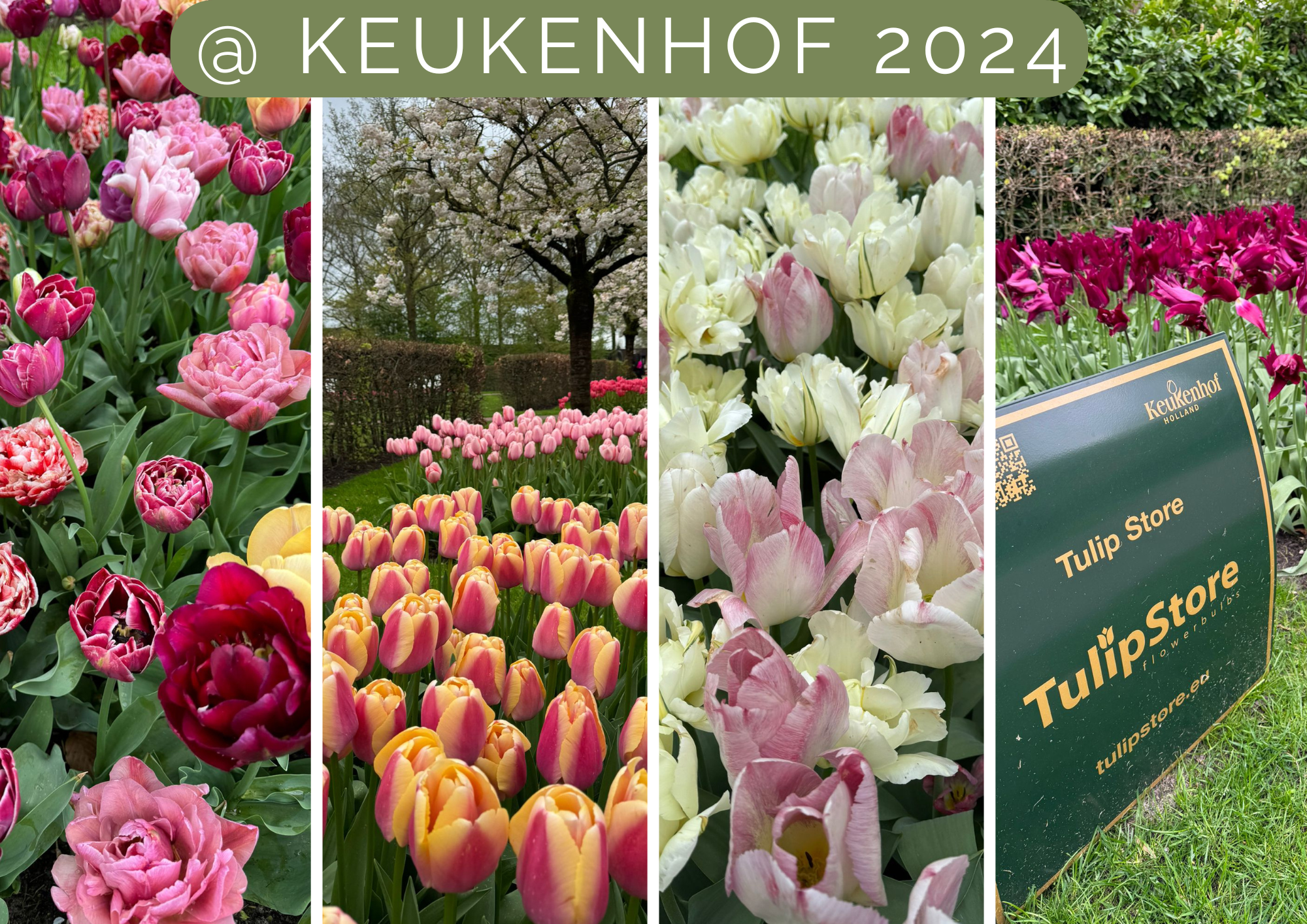 Tulip Store tulips can also be seen in Keukenhof