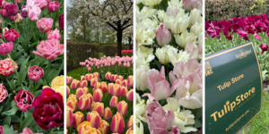 Les tulipes Tulip Store peuvent également être vues à Keukenhof