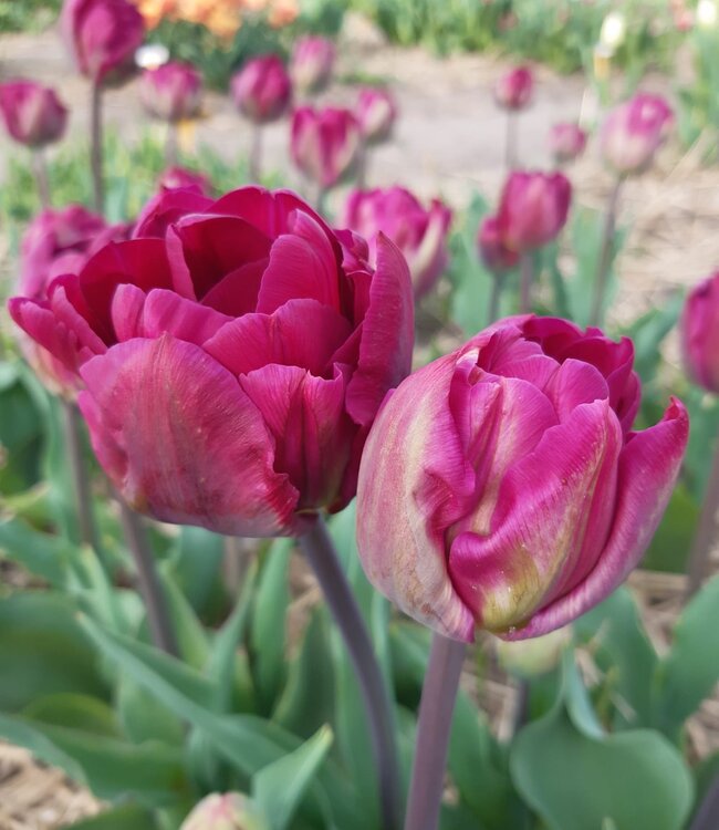 Tulipa Jinan