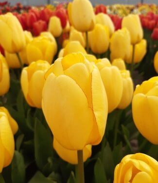 Tulip Golden Parade