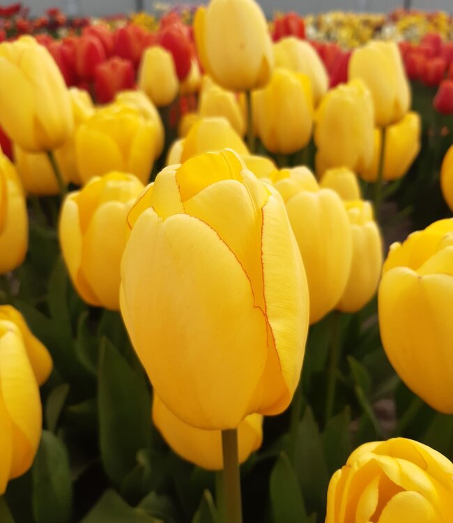 Tulipe Golden Parade