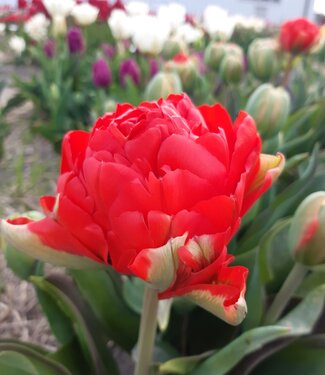 Tulip Red Wood