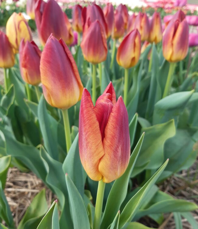 Tulipa Amberglow