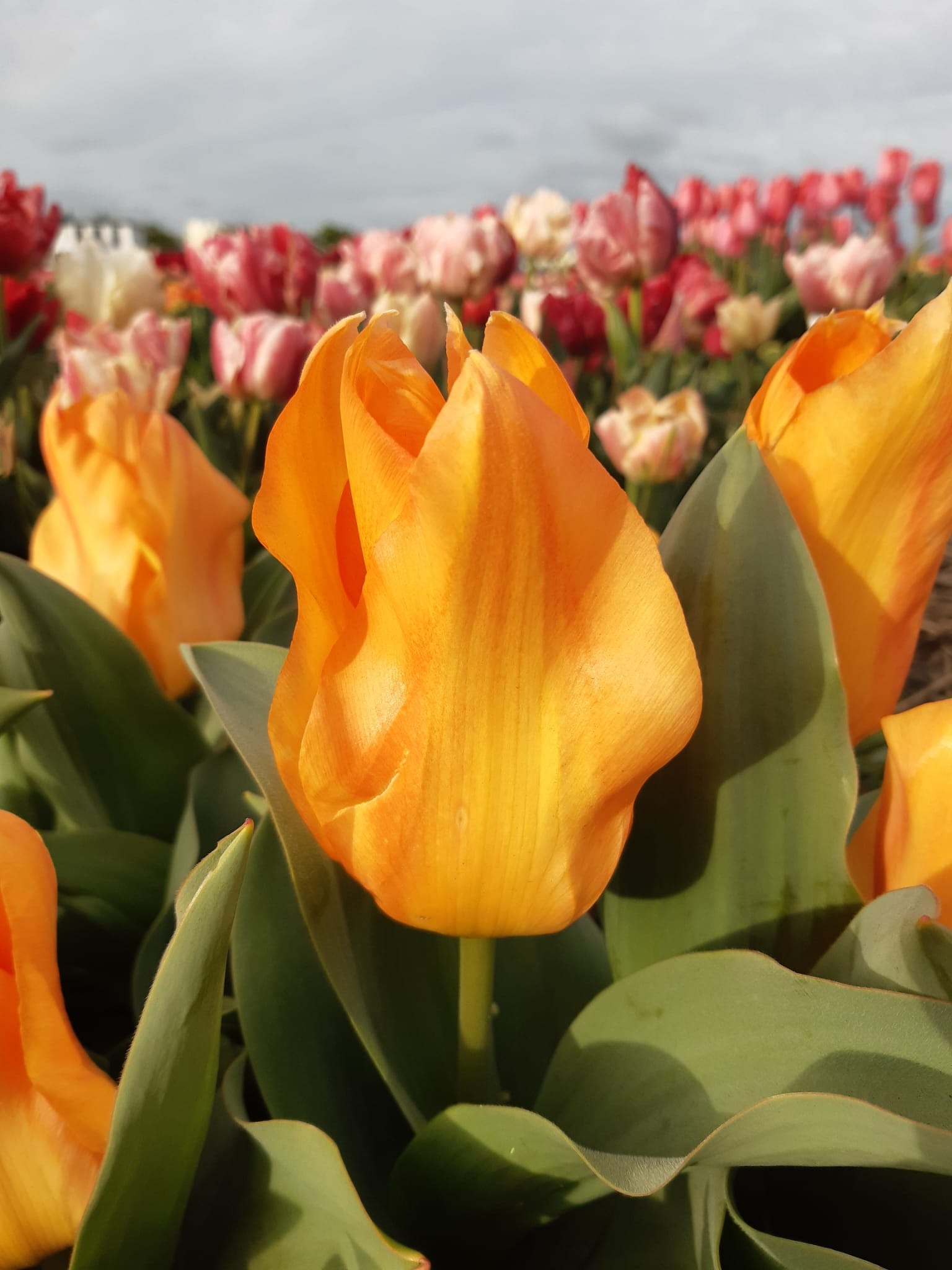 Tulip bulbs Orange Princeps - an earlyflowering and short tulip